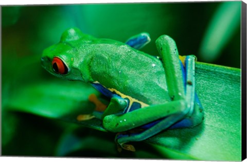 Framed Red Eyed Tree Frog Print