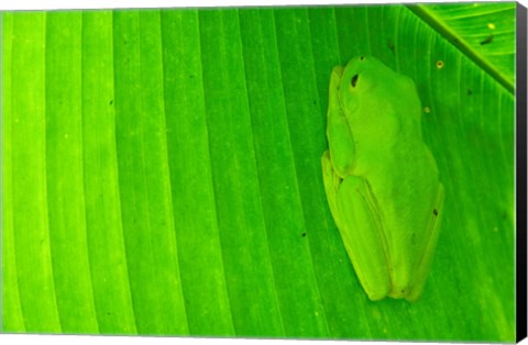 Framed Green frog  hiding on a banana leaf, Costa Rica Print