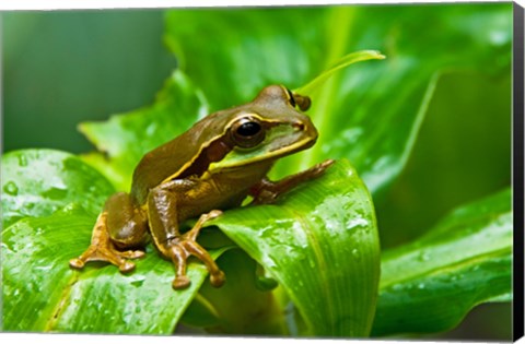 Framed Close-up of a Tree frog on a leaf, Costa Rica Print