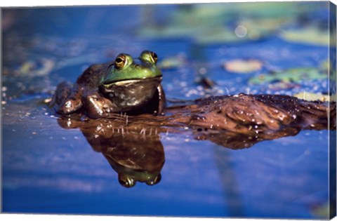 Framed Bullfrog Print