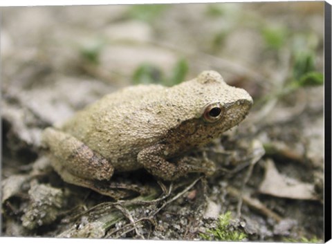 Framed Close-up of a toad on the ground Print