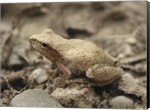 Framed Close-up of a toad on a rock Print