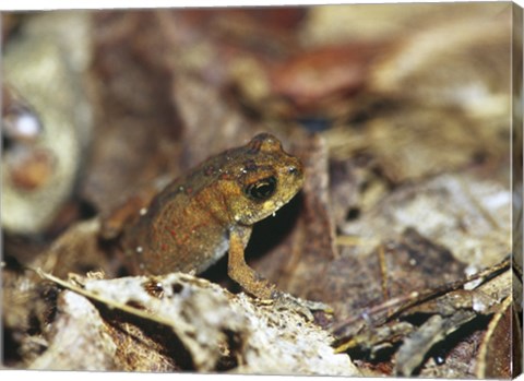 Framed Close-up of a toad on the ground Print