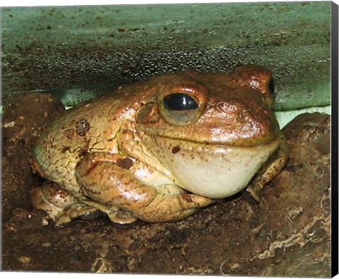 Framed Cuban Tree Frog Print