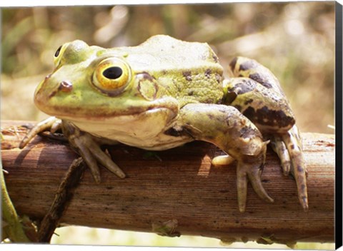 Framed Frog on Bough Print