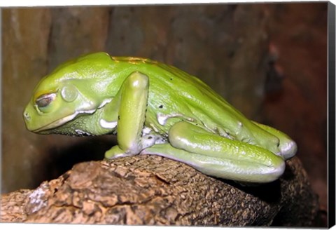 Framed Waxy Tree Frog Print