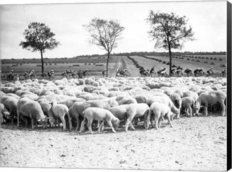 Framed Cyclists passing a herd of sheep, Tour de France 1938 Print