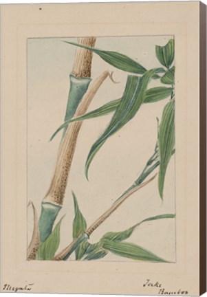 Framed Bamboo Tree Detail Print