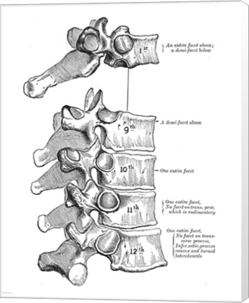 Framed Vertebrae Diagram Print