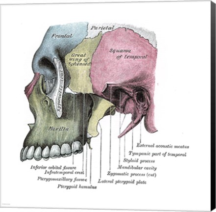 Framed Skull Diagram Print