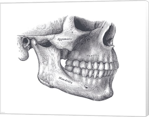 Framed Skull Diagram Print