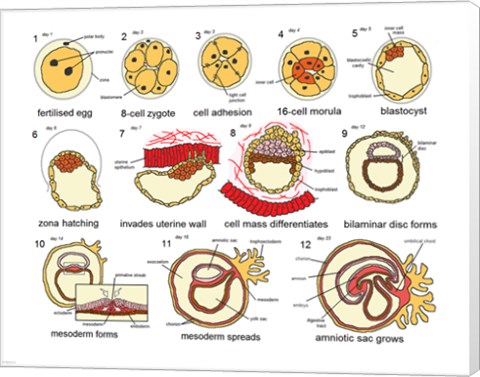 Framed Human Embryogenesis Print