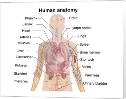 Framed Man shadow anatomy Print