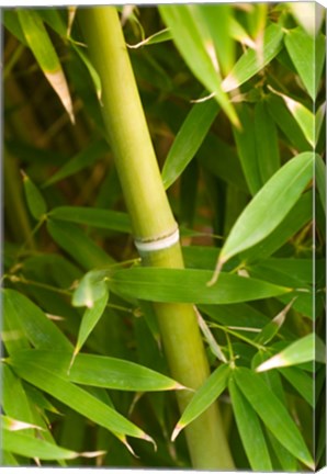 Framed Close-up of a bamboo shoot with bamboo leaves Print