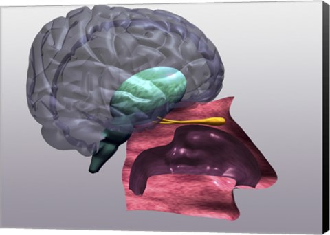 Framed Close-up of a human olfactory system Side View Print