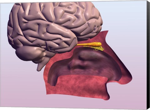 Framed Close-up of a human olfactory system and brain Print