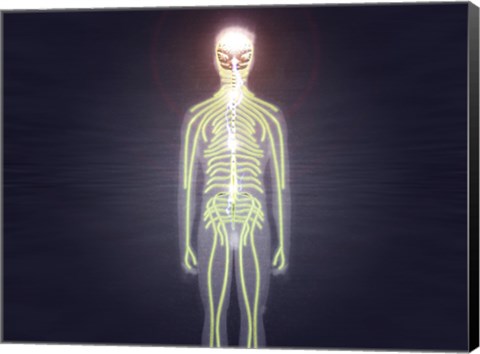 Framed Central nervous system of the human body Print