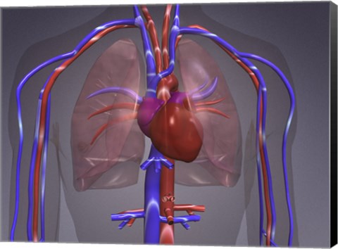 Framed Close-up of the circulatory system Print