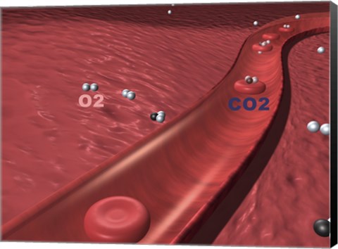 Framed Close-up of the atoms of oxygen and carbon dioxide in human blood platelets Print