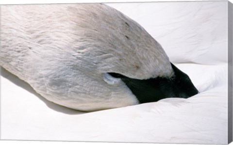 Framed Close-up of Trumpeter Swan (Cygnus buccinator) Print