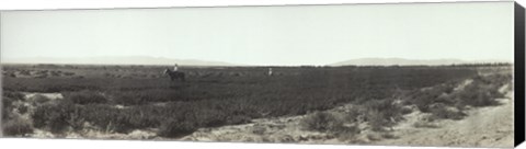 Framed Alfalfa fields, Pre City Las Vegas, Nevada Print