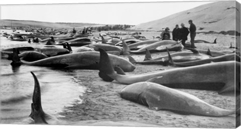 Framed Chase and capture of blackfish cape cod Print