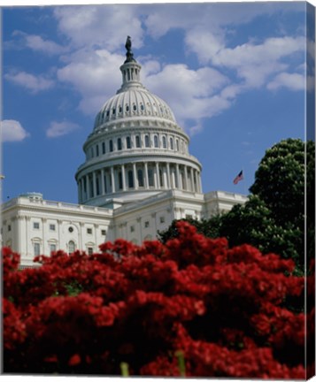 Framed Flowering plants in front of the Capitol Building, Washington, D.C., USA Print