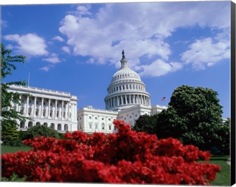 Framed Flowering plants in front of the Capitol Building, Washington, D.C., USA Print