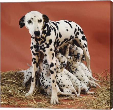 Framed Dalmatians Print