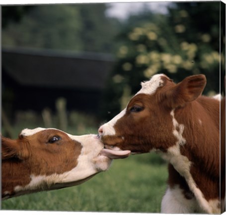 Framed Cow Kiss Print