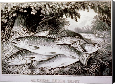 Framed American Brook Trout Print