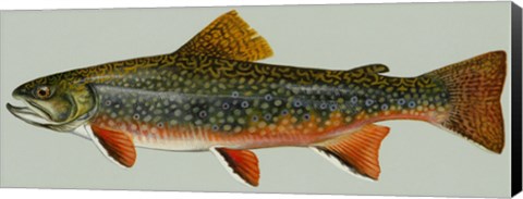 Framed Brook trout Print