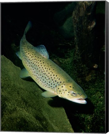 Framed Brown Trout Underwater Print