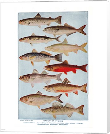 Framed Group of Fishes Print