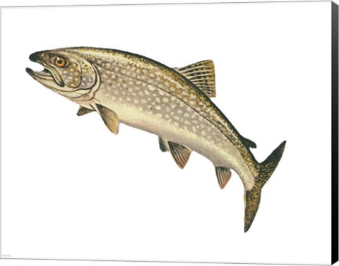 Framed Lake Trout Print