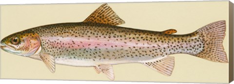 Framed Rainbow trout - long Print