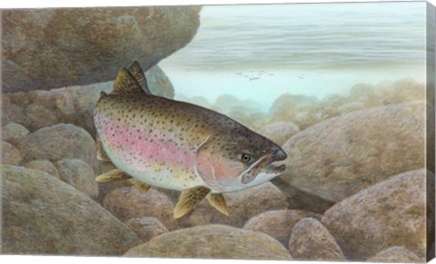 Framed Rainbow trout - swimming Print