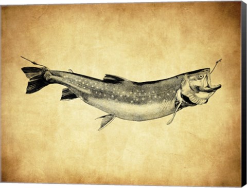 Framed Trout - black and white Print