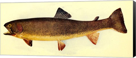 Framed Yellowstone cutthroat trout Print