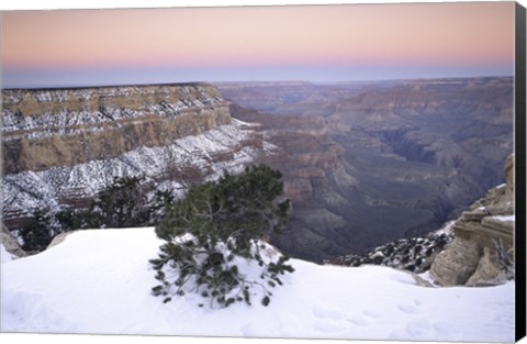 Framed High angle view of a tree on a snow covered mountain, South Rim, Grand Canyon National Park, Arizona, USA Print