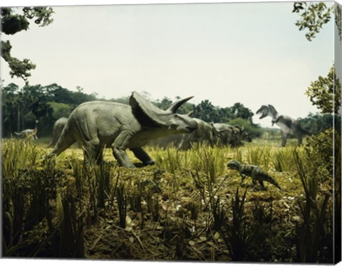 Framed Triceratops with a tyrannosaur and a torosaurus in a forest Print