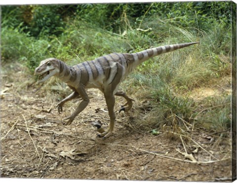 Framed High angle view of a dromaeosaurus walking in a forest Print