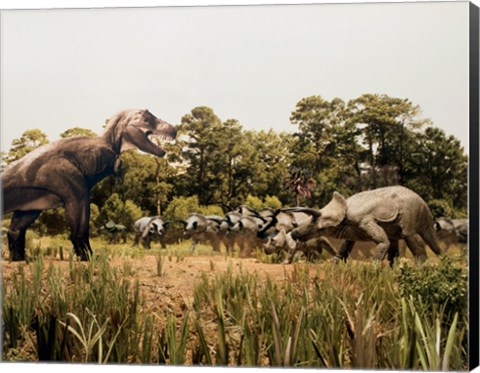 Framed Tyrannosaur standing in front of a group of triceratops in a field Print