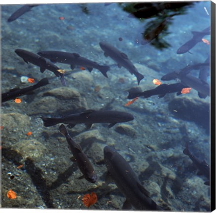 Framed Trout - under water Print