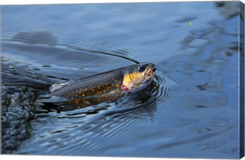 Framed Close-up of a Brook trout (Salvelinus fontinalis) on a fishing line Print