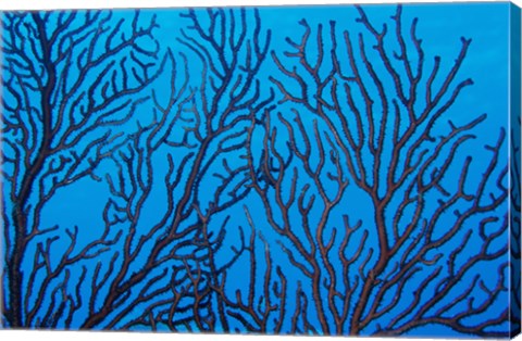 Framed Sea Fan on a Reef, Belize Print