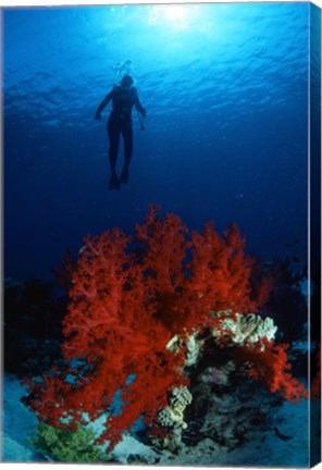 Framed Soft Coral Red Sea Print