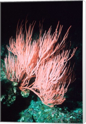 Framed Sea fan Print