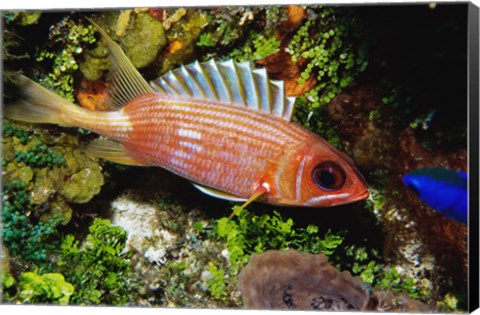 Framed Squirrel fish, Cozumel, Mexico Print