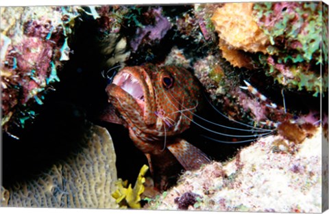 Framed Close-up of a grouper fish hiding, Bonaire, Netherlands Antilles Print